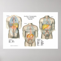 Poster d'anatomie sur la topographie humaine