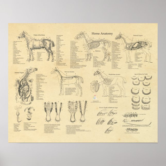 Poster d'anatomie vétérinaire Cheval Equine (Devant)