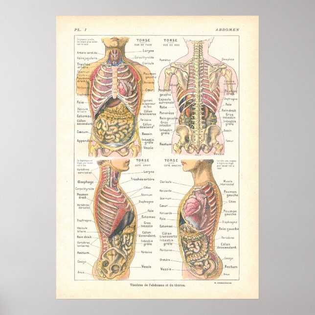 Poster d'anatomie viscère et abdominale français (Devant)