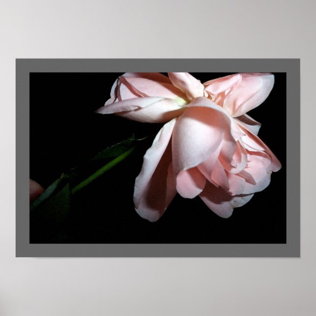 Poster Dancing Rose (Devant)