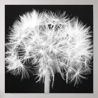 Poster Dandelion