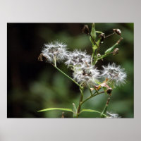 Poster Dandelion