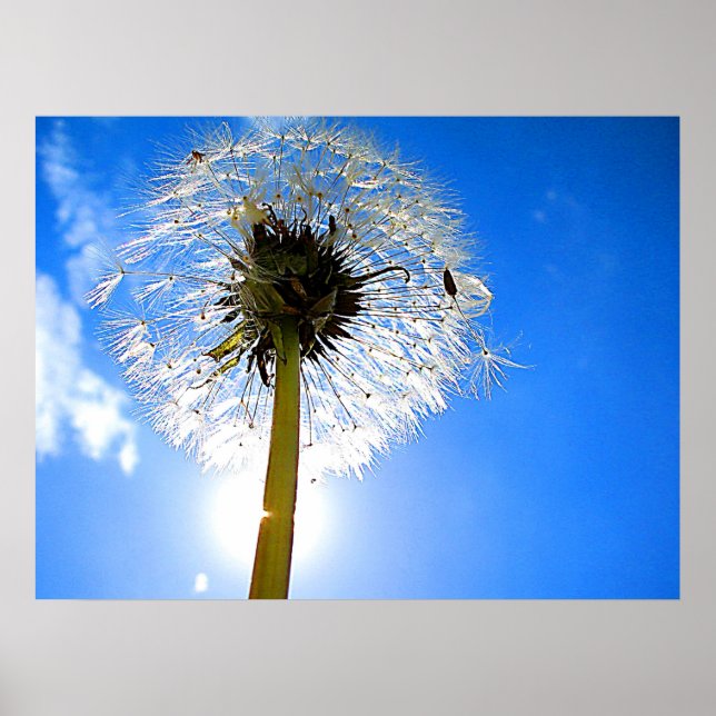 Poster Dandelion (Devant)