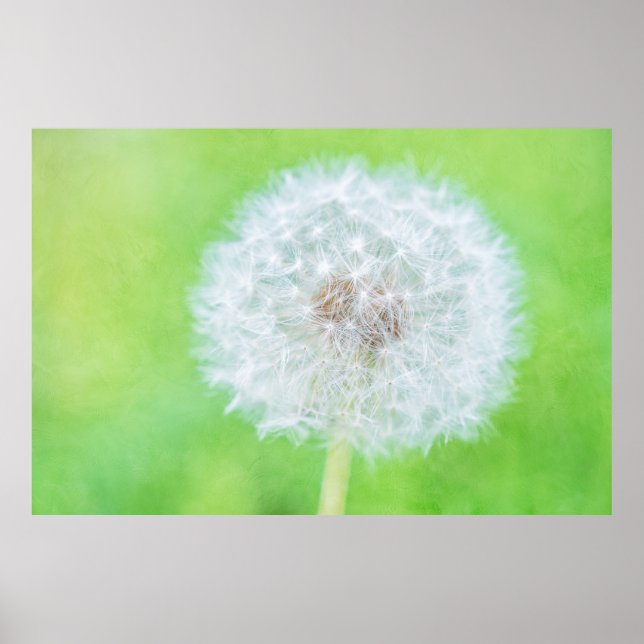 Poster Dandelion - Juste Réveillé La Beauté (Devant)