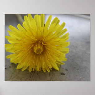 Poster Dandelion Macro Shot