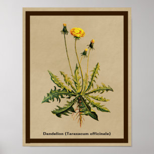 Poster Dandelion Sur Vieux Papier