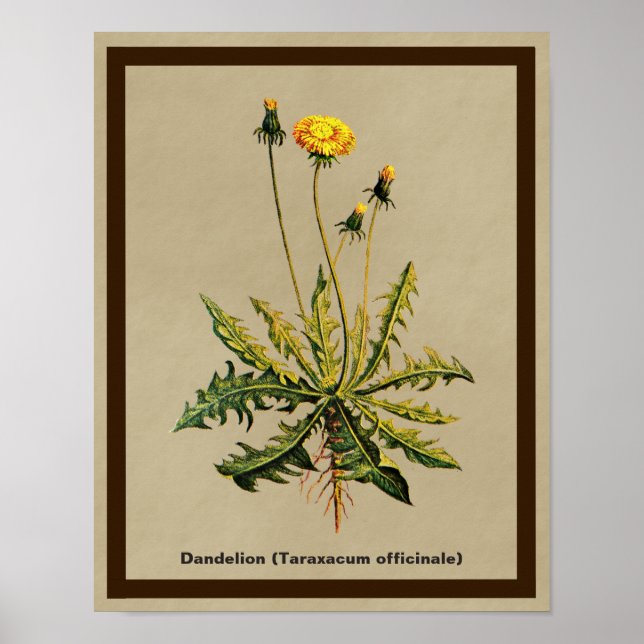 Poster Dandelion Sur Vieux Papier (Devant)