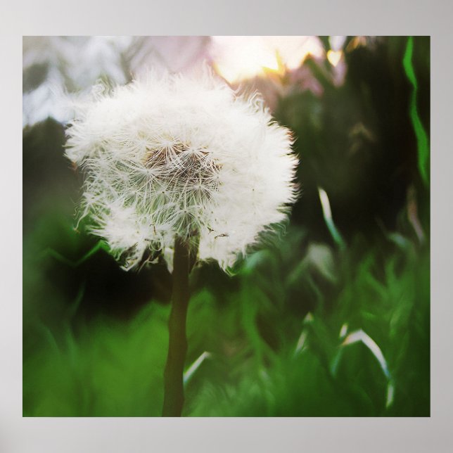 Poster dandyDreams (Devant)