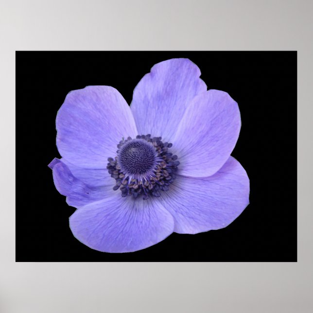Poster d'anémone bleu (Devant)