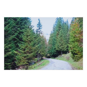 Poster Dans la forêt au cœur - Nature sauvage Roumanie