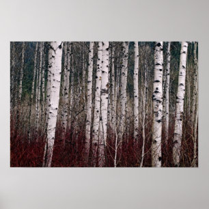 Poster Dans Les Bois.