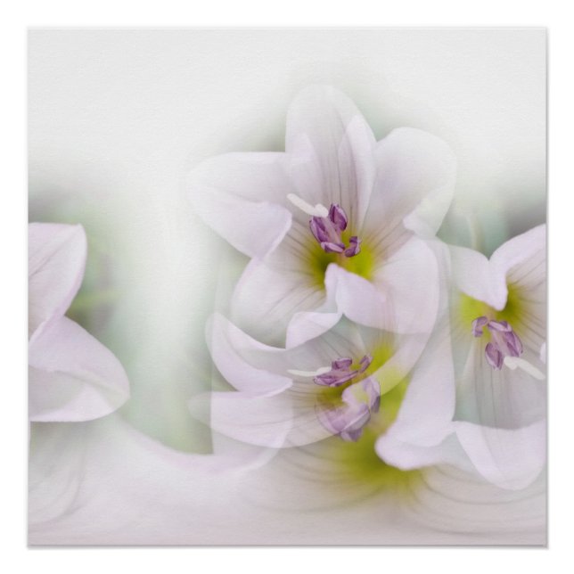 Poster danse de fleurs (Devant)