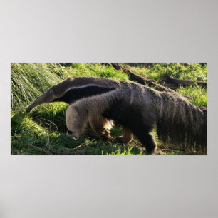 Poster d'Anteater géant Imprimer