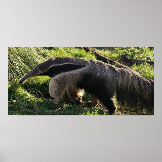 Poster d'Anteater géant Imprimer (Devant)