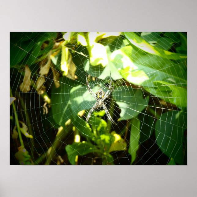 Poster d'araignée Hawaii (Devant)