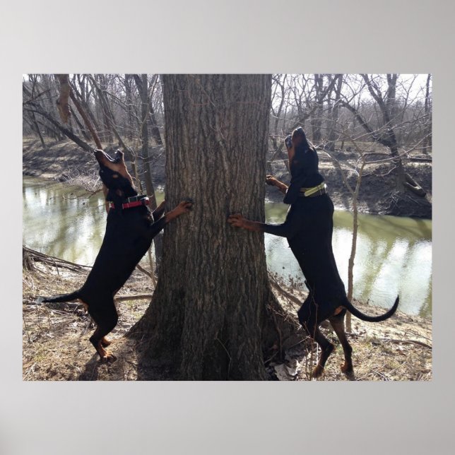 Poster d'arbre Coon Hounds (Devant)