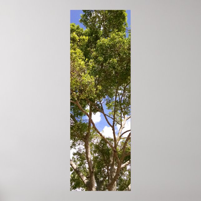 Poster d'arbre de florida à grandes courbes (Devant)