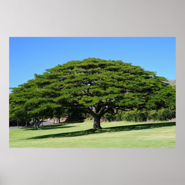 Poster d'arbre majestueux hawaïen (Devant)