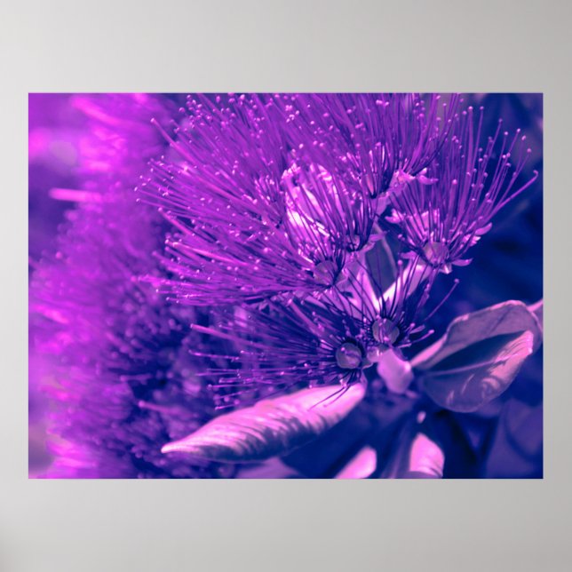 Poster d'arbre pourpre Pohutukawa (Devant)