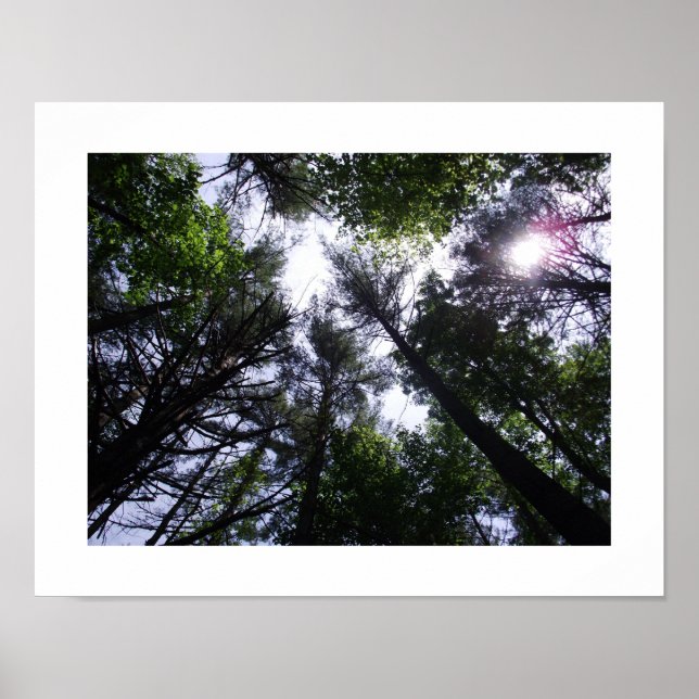 Poster d'arbres dans une forêt. (Devant)