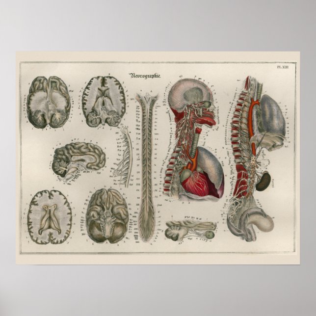 Poster d'art anatomique de 1837 Vintage Cerveau Ne (Devant)