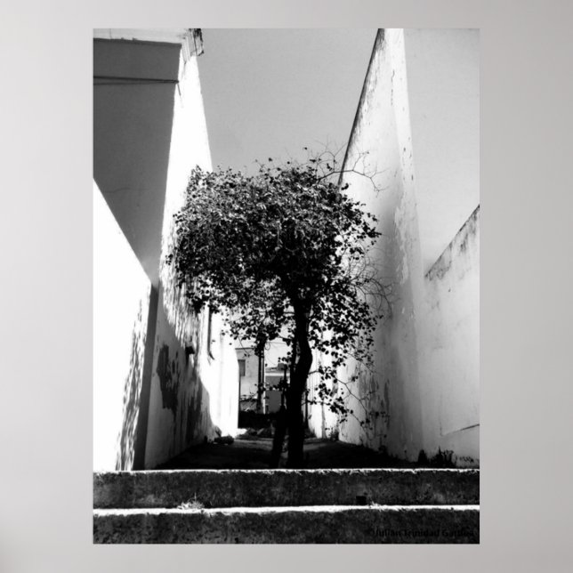 Poster d'art "Arbre au Cap" (Devant)