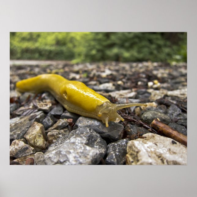 Poster d'art Banana Slug (Devant)