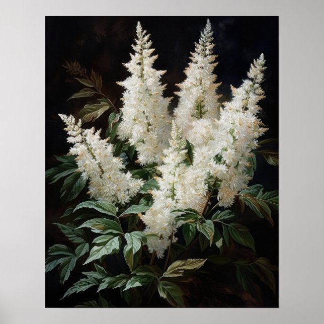 Poster d'art blanc Astilbe Fleurs (Devant)