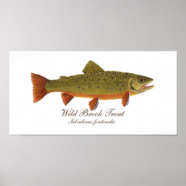 Poster d'art Brook Trout (Devant)