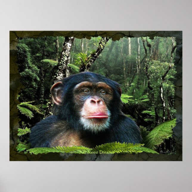 Poster d'art Chimpanzé "RAINFOREST DREAMS II" (Devant)