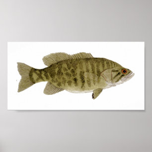 Poster d'Art de basse Smallmouth