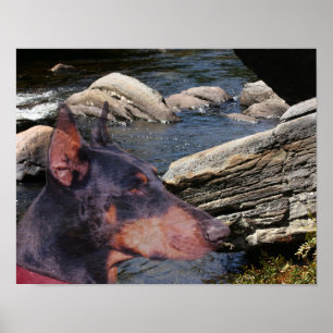 Poster d'art de Doberman River Rocks Imaginaire