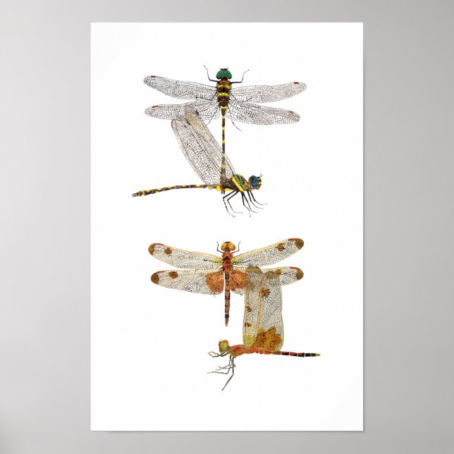 Poster d'art de Dragonfly (Devant)