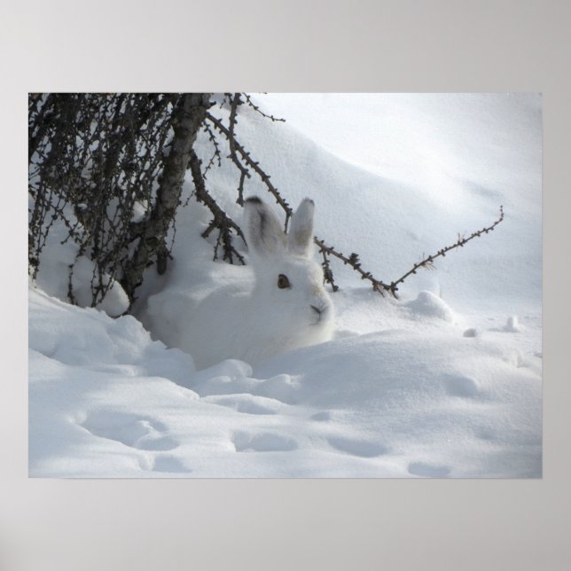Poster d'art de lapin de neige d'hiver (Devant)