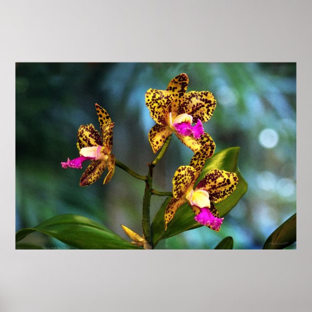Poster d'art de l'orchidée de Cattleya -60x40 -ou  (Devant)