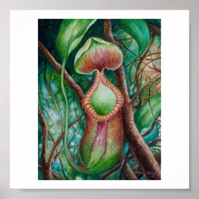 Poster d'art de Nepenthes Marcophylla Watercolor (Devant)