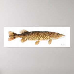 Poster d'art de Northern Pike