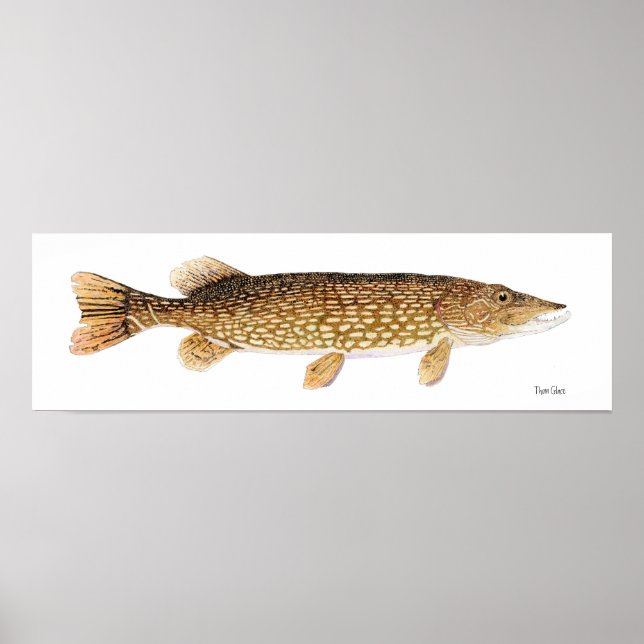 Poster d'art de Northern Pike (Devant)