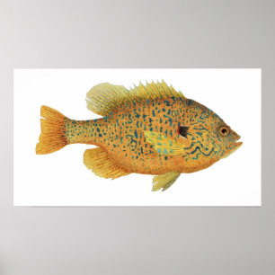 Poster d'art de poisson rouge