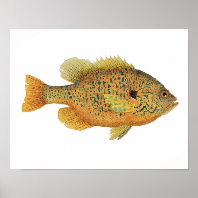 Poster d'art de poisson rouge (Devant)