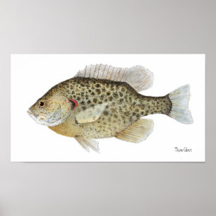 Poster d'art de poisson-soleil