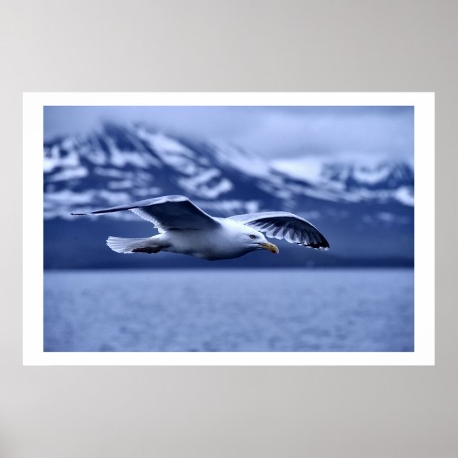 Poster d'art de Seagull in Flight Wildlife (Devant)