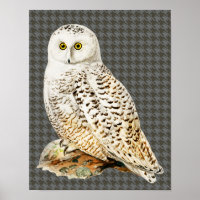Poster d'art de style Vintage de la Chouette blanc