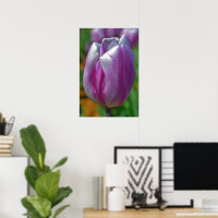Poster d'art de Tulipe violette
