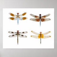 Poster d'art des espèces de libellules