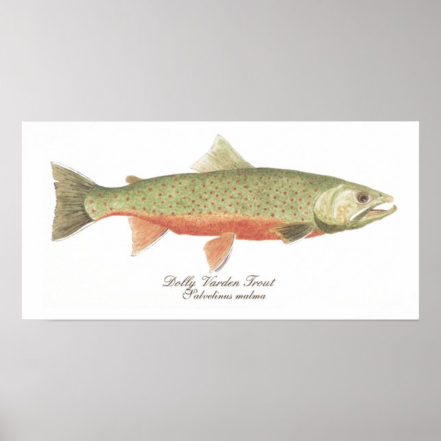 Poster d'art Dolly Varden Trout (Devant)