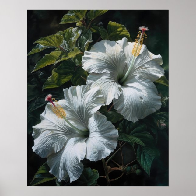 Poster d'art en Hibiscus blanc (Devant)