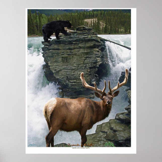Poster d'art faunique Elk & Black Bears (Devant)