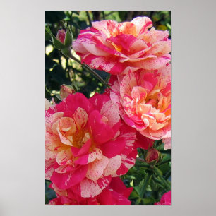 Poster d'art floral Rose rayé rose et blanc