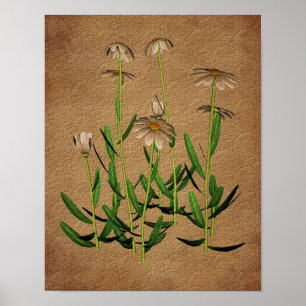 Poster D'Art Floral Sur Papier Vieilli